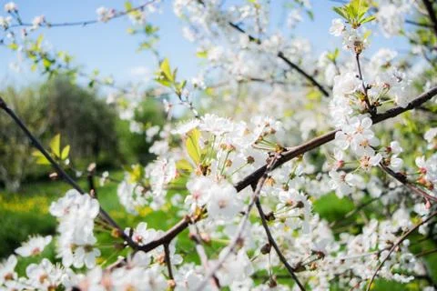 Blooming cherry tree Stock Photos