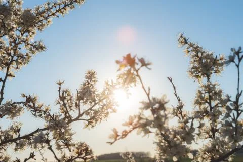 A blooming cherry tree Stock Photos