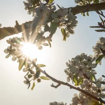 A blooming cherry tree Foto stock