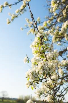 A blooming cherry tree Stock Photos