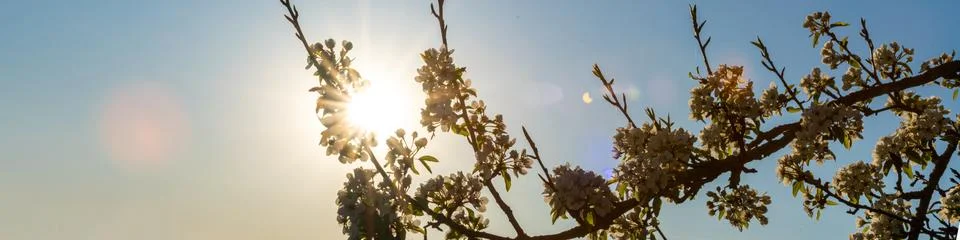 A blooming cherry tree Stock Photos