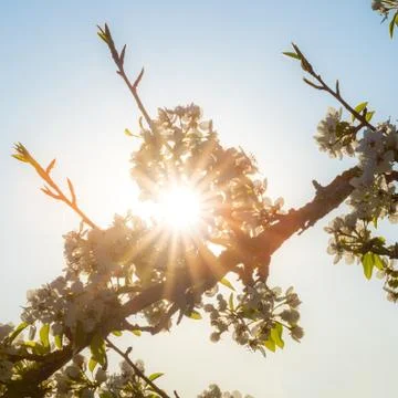 A blooming cherry tree Stock Photos