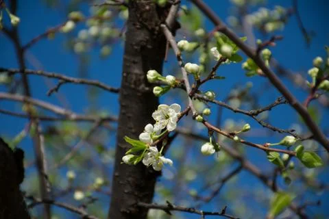 Blooming cherry tree Stock Photos