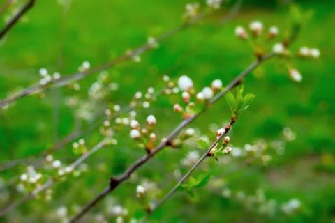 Blooming cherry tree 스톡 사진