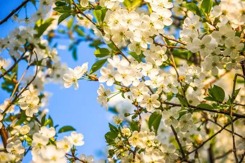 Blooming cherry tree Stock Photos