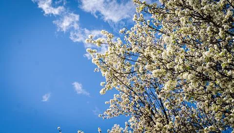 Blooming Cherry Tree Stock Photos