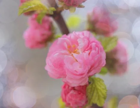 Blooming cherry tree Stock Photos