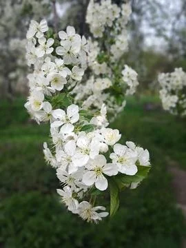 A blooming cherry tree 스톡 사진