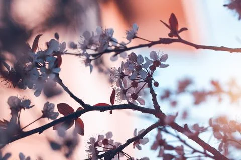 Blooming of cherry tree Stock Photos