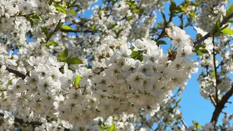 Blooming cherry tree in public garden in sunny windy day Stock Footage 336973720