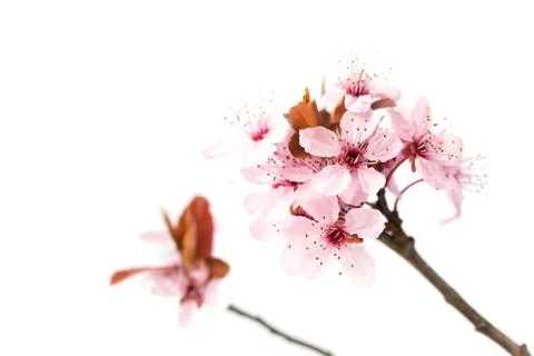 Blooming cherry tree, sakura isolated on white background Stock Photos