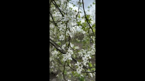 A blooming cherry tree on a sky background Stock Footage 273702597