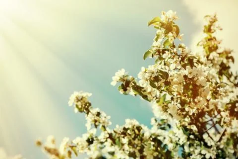 Blooming cherry tree on the sky background Stock Photos