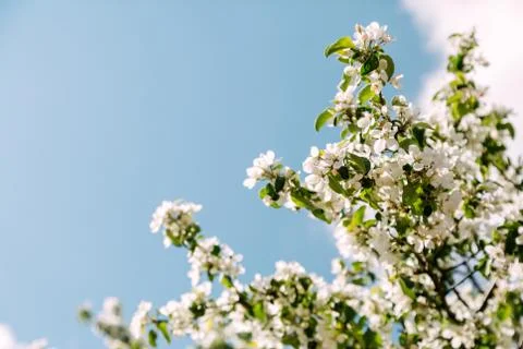 Blooming cherry tree on the sky background Stock Photos