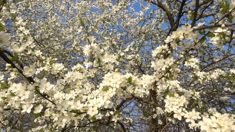 Blooming cherry tree with in slow motion. Stock Footage 168646475
