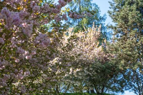 Blooming cherry tree with soft pink petals in park setting 스톡 사진