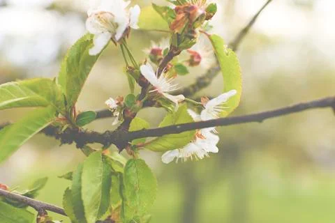 Blooming cherry tree in spring. Add haze effect. Fotos de archivo