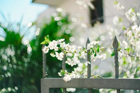 Blooming cherry tree. Spring background. Small white flowers on a blurred Fotos de archivo