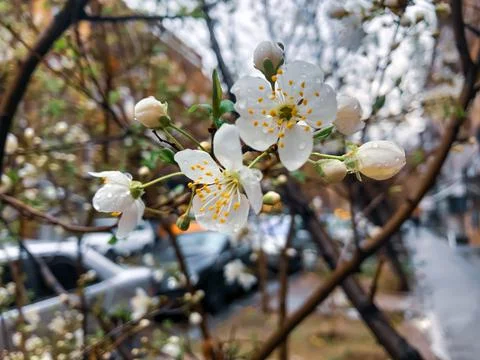 Blooming cherry tree in spring on blurred background Stock Photos