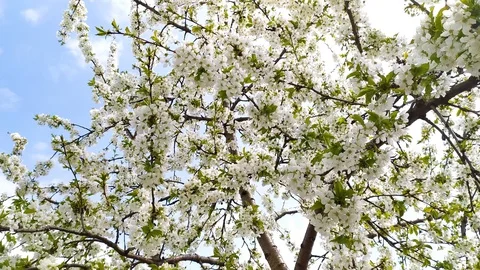 Blooming cherry tree with spring breeze. Stock Footage 128266559