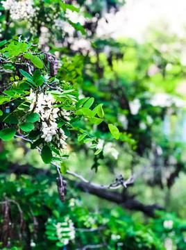 Blooming cherry tree in spring, cherry blossom in spring Stock Photos