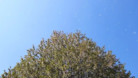 Blooming cherry tree in spring, fluttering petals in clear blue sky Stockbeeldmateriaal 107385560