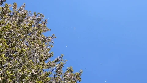 Blooming cherry tree in spring, fluttering petals in clear blue sky Stock Footage 107385634