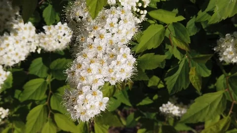 Blooming cherry tree in the spring garden Stock Footage 130707257