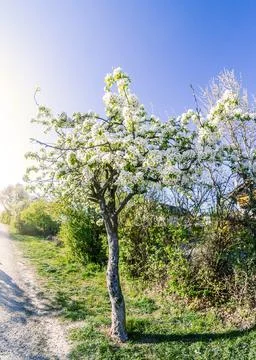 Blooming cherry tree at spring garden bright blue sky Stock Photos