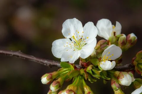 Blooming cherry tree in the spring garden. Close up of white flowers on a tre Stock Photos