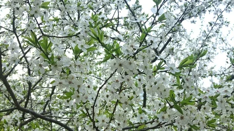 Blooming cherry tree in spring, many tender delicate white flowers on braches Stock Footage 127725213