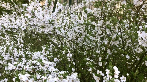 Blooming cherry tree in spring, many tender delicate white flowers Stock Footage 127861641