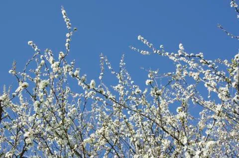 Blooming cherry tree in spring Stock Photos
