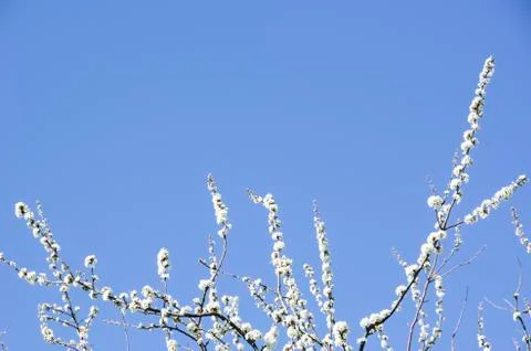 Blooming cherry tree in spring Stock Photos