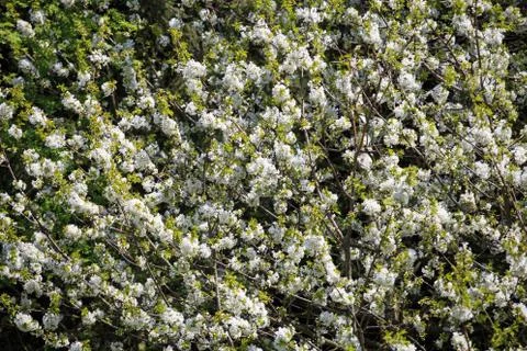 Blooming cherry tree in spring Foto stock