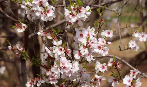 Blooming cherry tree in spring Stock Photos