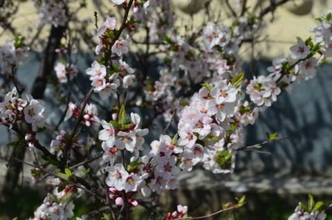 Blooming cherry tree in spring Stock Photos