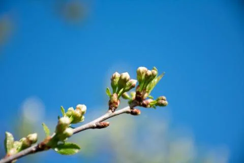 Blooming cherry tree in spring Stock Photos