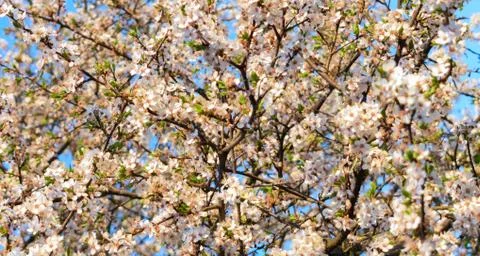 Blooming cherry tree in the spring. Stock Photos