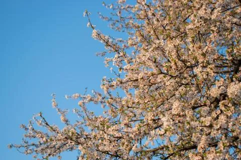 Blooming  cherry tree in the spring. Stock Photos