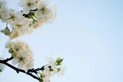 Blooming cherry tree in the spring. Stock Photos