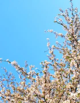 Blooming cherry tree in the spring. Stock Photos