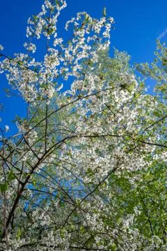 Blooming cherry tree on spring. Romantic floral background Stock Photos