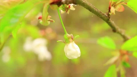 Blooming cherry tree in spring season video Video stock 154551145