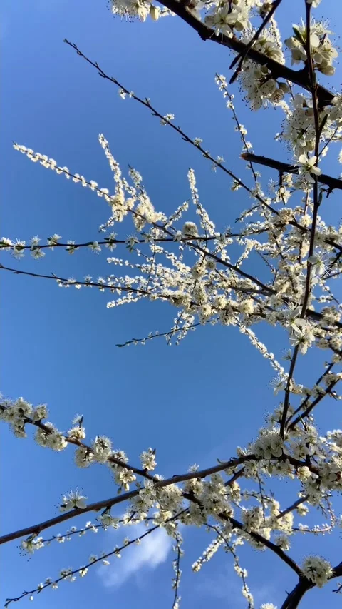 Blooming Cherry tree in spring time view to the sky and branches Stock Footage 340885019