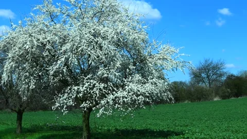 Blooming Cherry tree in spring video Video stock 154551147