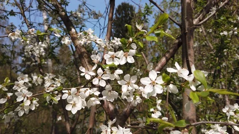 Blooming cherry tree in spring. White flowers on a branch. Video stock 129799260