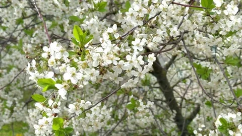 Blooming cherry tree in the spring with white flowers on the wind Stock Footage 329377575