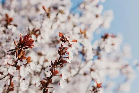 Blooming cherry tree in springtime Stock Photos