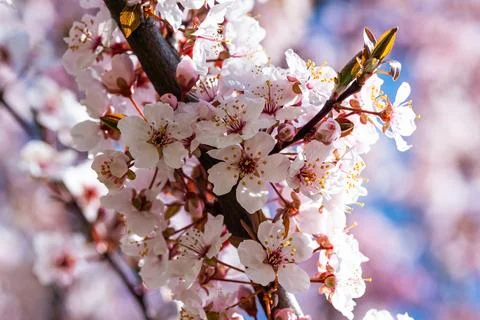 Blooming cherry tree in springtime. Season specific. Stock Photos